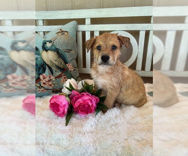 Medium Photo #3 Mutt Puppy For Sale in Oak Bluffs, MA, USA