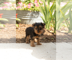 Small #1 Yorkshire Terrier