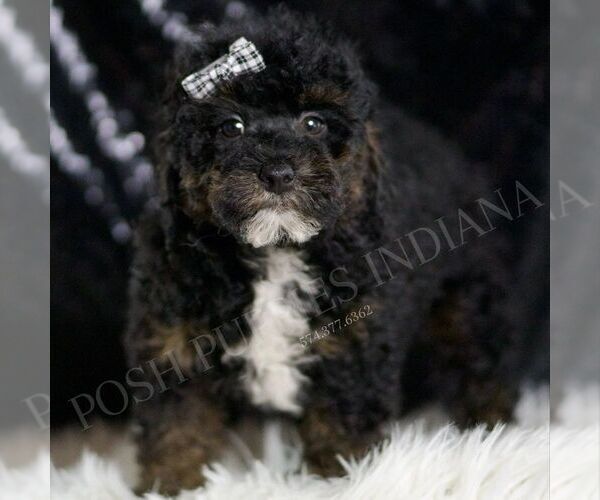 Medium Photo #94 Poodle (Toy) Puppy For Sale in WARSAW, IN, USA