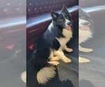 Small #5 Border Collie