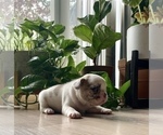 Small Photo #4 French Bulldog Puppy For Sale in WEST ORANGE, NJ, USA