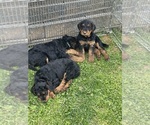 Small #5 Airedale Terrier