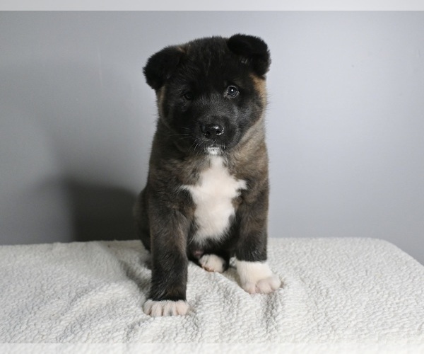 Medium Photo #1 Akita Puppy For Sale in MILLERSBURG, OH, USA