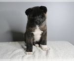 Small Photo #1 Akita Puppy For Sale in MILLERSBURG, OH, USA