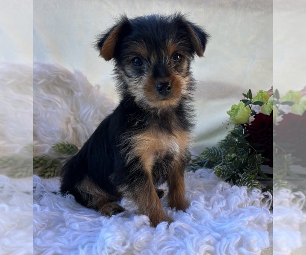 Medium Photo #7 Yorkshire Terrier Puppy For Sale in ROCK STREAM, NY, USA