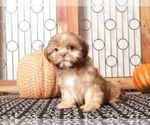 Small #2 Shih Tzu