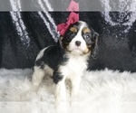 Small Photo #123 Cavalier King Charles Spaniel Puppy For Sale in WARSAW, IN, USA