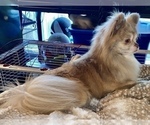 Small Photo #1 Chihuahua Puppy For Sale in RAWSONVILLE, MI, USA