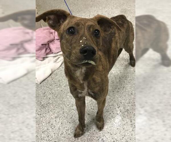 Medium Photo #1 Greyhound-Unknown Mix Puppy For Sale in Conroe, TX, USA