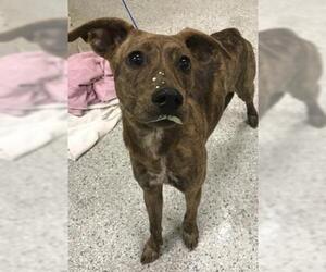 Greyhound-Unknown Mix Dogs for adoption in Conroe, TX, USA