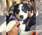 Small #4 Australian Shepherd Mix