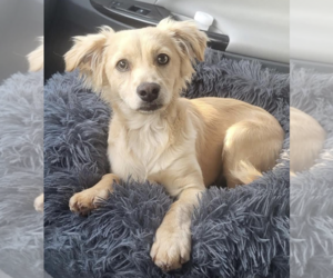 Golden Retriever Dogs for adoption in Thomasville, NC, USA