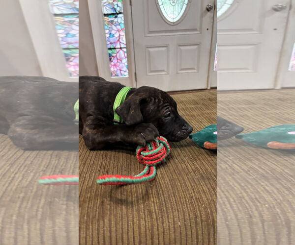 Medium Photo #10 Staffordshire Bull Terrier-Unknown Mix Puppy For Sale in Holly Springs, NC, USA