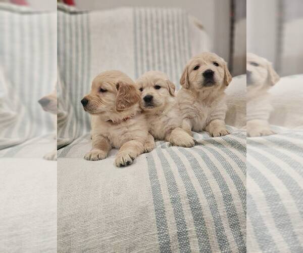 Medium Photo #2 Golden Retriever Puppy For Sale in SACRAMENTO, CA, USA