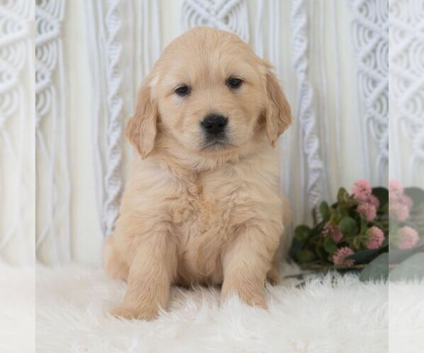 Medium Photo #1 Golden Retriever Puppy For Sale in NEWPORT, PA, USA