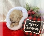 Small Photo #31 Golden Retriever Puppy For Sale in RICHMOND, TX, USA