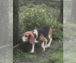 Small Beagle