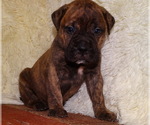 Small Photo #9 Bullmastiff Puppy For Sale in VERONA, MO, USA