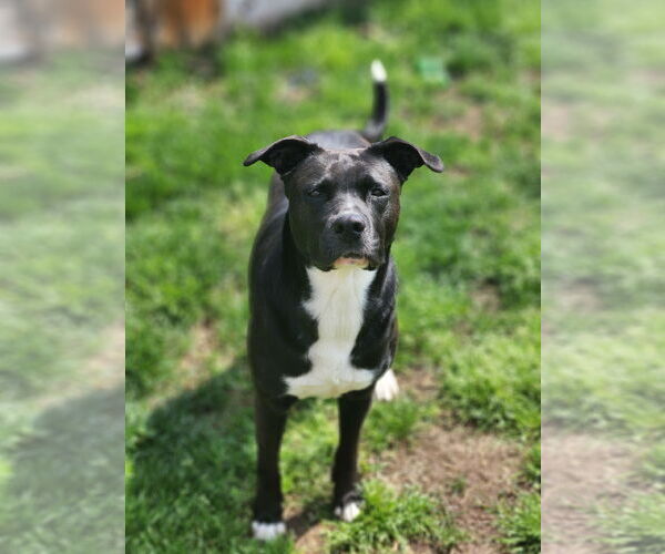 Medium Photo #22 American Staffordshire Terrier-Unknown Mix Puppy For Sale in Rosenberg, TX, USA