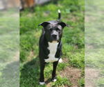 Small #21 American Staffordshire Terrier Mix