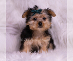 Small Photo #5 Yorkshire Terrier Puppy For Sale in WARSAW, IN, USA