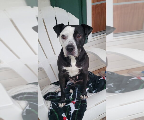 Medium Photo #3 Mutt Puppy For Sale in Candler, NC, USA