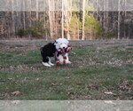 Small Photo #29 Old English Sheepdog Puppy For Sale in MARIONVILLE, MO, USA