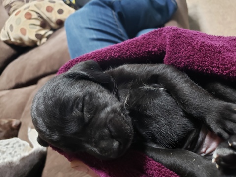 Medium Photo #6 German Shorthaired Pointer-Golden Labrador Mix Puppy For Sale in AMES, IA, USA