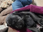 Small Photo #6 German Shorthaired Pointer-Golden Labrador Mix Puppy For Sale in AMES, IA, USA