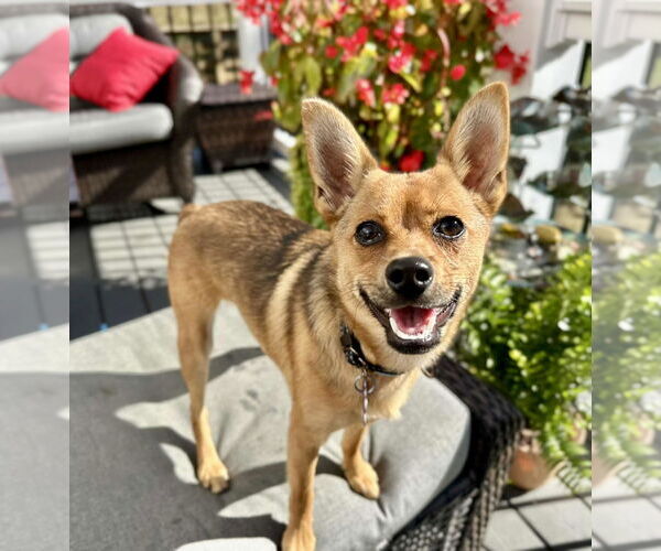 Medium Photo #2 Pineranian Puppy For Sale in Cookeville, TN, USA