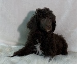 Small #26 Poodle (Standard)