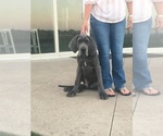 Small Photo #4 Great Dane Puppy For Sale in GLENPOOL, OK, USA