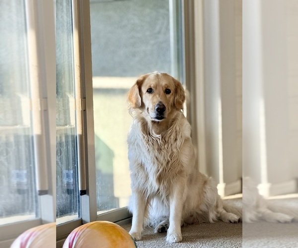 Medium Photo #1 Goldendoodle Puppy For Sale in PHOENIX, AZ, USA