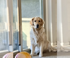 Mother of the Goldendoodle puppies born on 10/18/2025