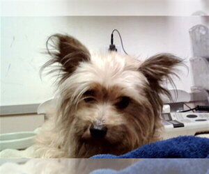 Mutt Dogs for adoption in Martinez, CA, USA
