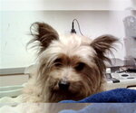 Small Mutt