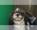 Small Photo #1 Shih Tzu Puppy For Sale in PATERSON, NJ, USA