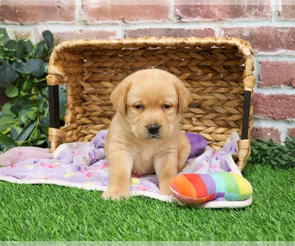 Medium Photo #1 Labrador Retriever Puppy For Sale in SYRACUSE, IN, USA