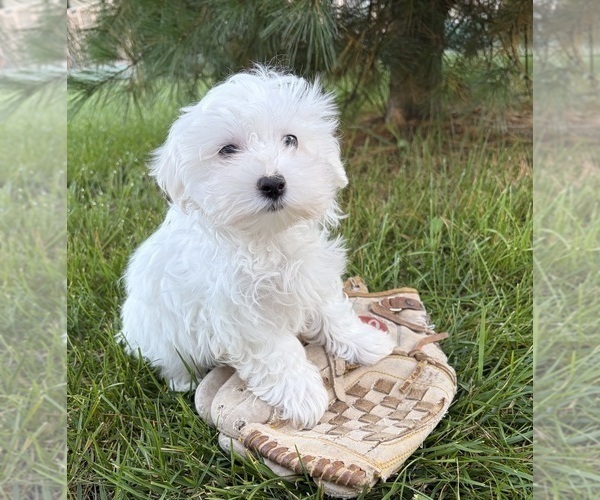 Medium Photo #2 Maltese Puppy For Sale in MIDDLEBURY, IN, USA