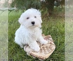 Flynn - Male Maltese Puppy for Sale - Photo #2