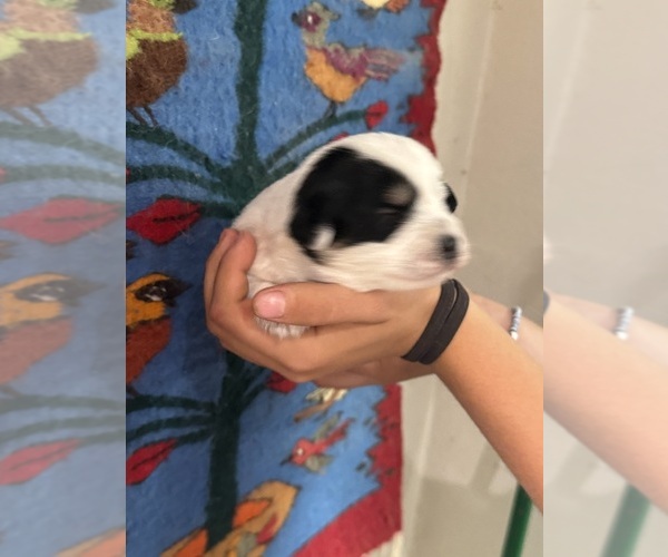 Medium Photo #16 Pembroke Welsh Corgi-Poodle (Miniature) Mix Puppy For Sale in LONGMONT, CO, USA