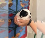 Small #15 Pembroke Welsh Corgi-Poodle (Miniature) Mix