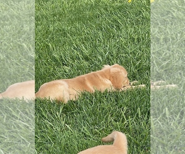 Medium Photo #6 Golden Retriever Puppy For Sale in KANSAS CITY, KS, USA