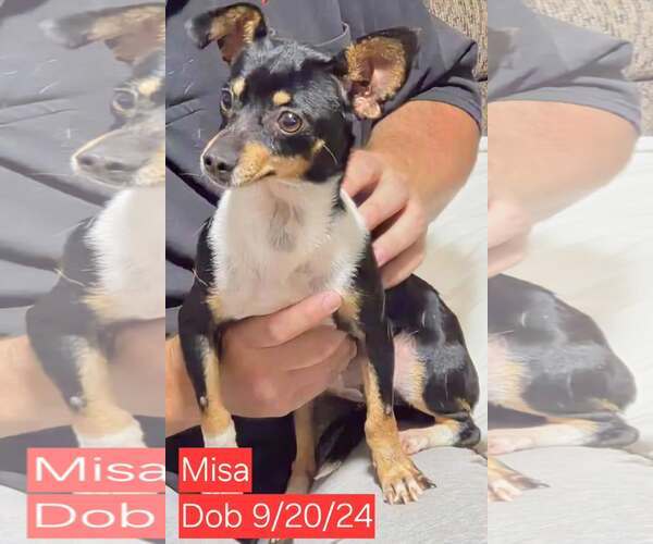 Medium Photo #5 Chiweenie Puppy For Sale in Minneapolis, MN, USA