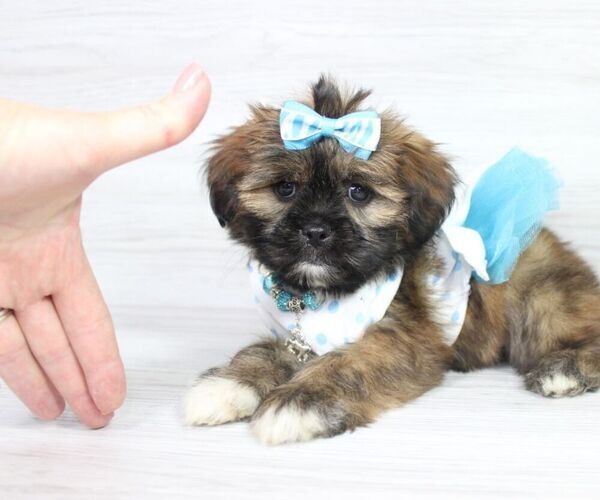 Medium Photo #3 Zuchon Puppy For Sale in LAS VEGAS, NV, USA