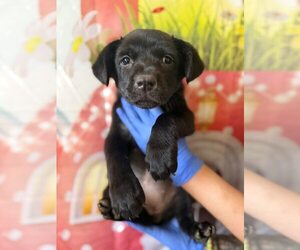 Poppy (AL) - Female Labrador Retriever-Unknown Mix Dog for Adoption - Photo #2