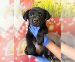 Small #1 Labrador Retriever Mix