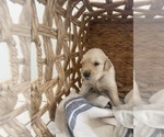 Small #10 Golden Retriever
