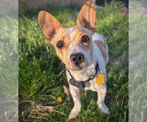 Rat Terrier-Unknown Mix Dogs for adoption in Atlanta, GA, USA