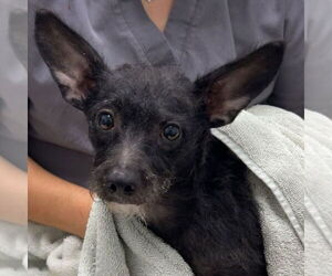 Chihuahua-Unknown Mix Dogs for adoption in Chico, CA, USA